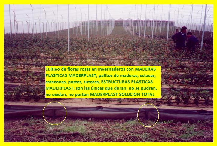 hidroponía manual cultivos hidropónicos flores hidropónicas cultivo tecnificado flor de corte bajo invernadero cultivos hidropónico tecnificado plásticos maderplast bandejas camas recipiente 04 hidroponía manual cultivos hidropónicos flores hidropónicas cultivo tecnificado flor de corte bajo invernadero cultivos hidropónico tecnificado plásticos maderplast bandejas camas recipiente 04